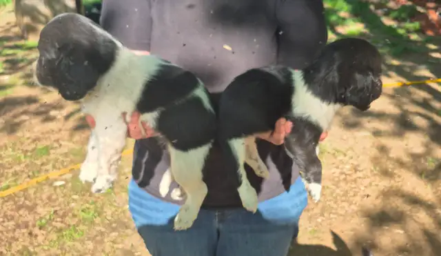 Shi-tzu/springer spaniel puppies - Photo 3