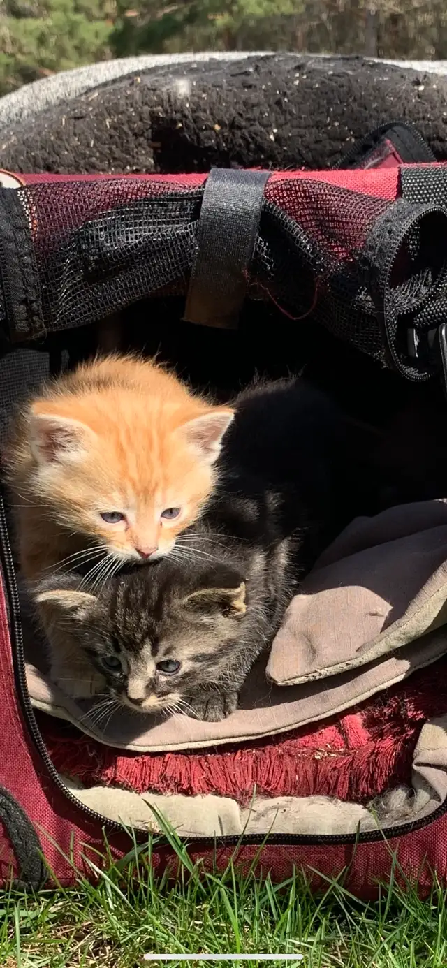 Adorable Kittens