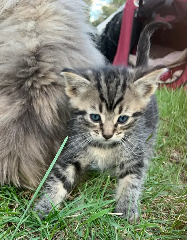 Adorable Kittens - Photo 2