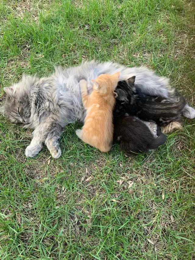 Adorable Kittens - Photo 3