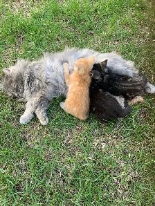 Adorable Kittens - Photo 3