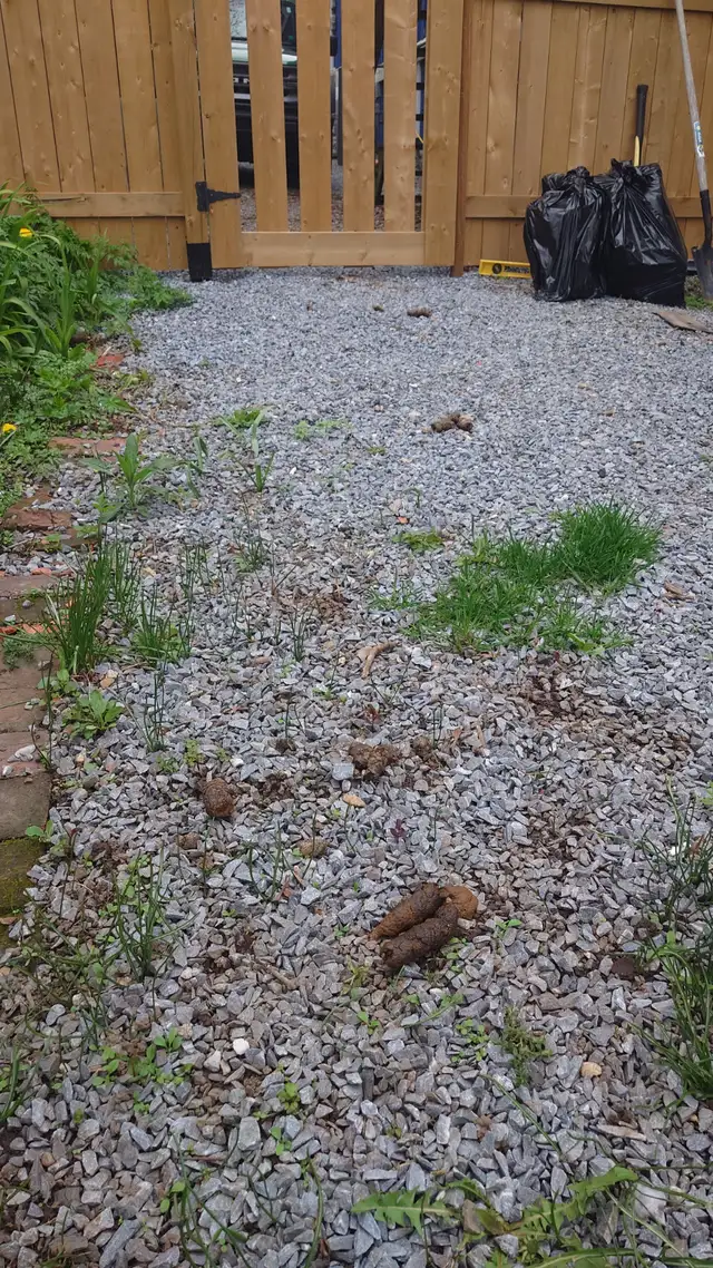 Professional Pooper Scooper Service – Saint John & KV Area! - Photo 3