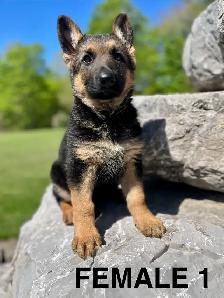 German Shepard Puppy Ready Now