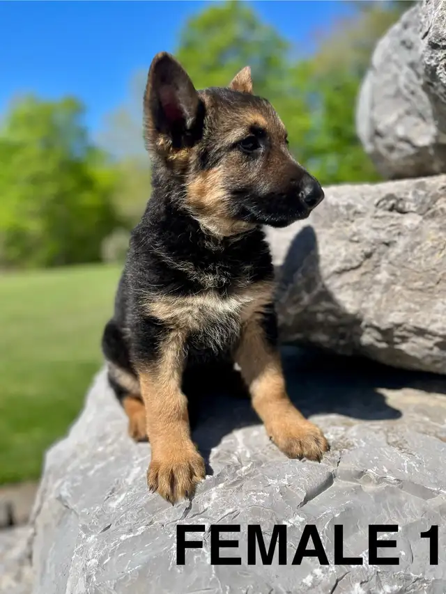 German Shepard Puppy Ready Now - Photo 2
