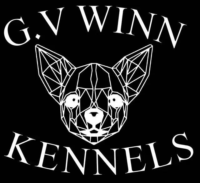 German Shepard Puppy Ready Now - Photo 3