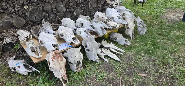 Cow skulls
