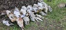 Cow skulls