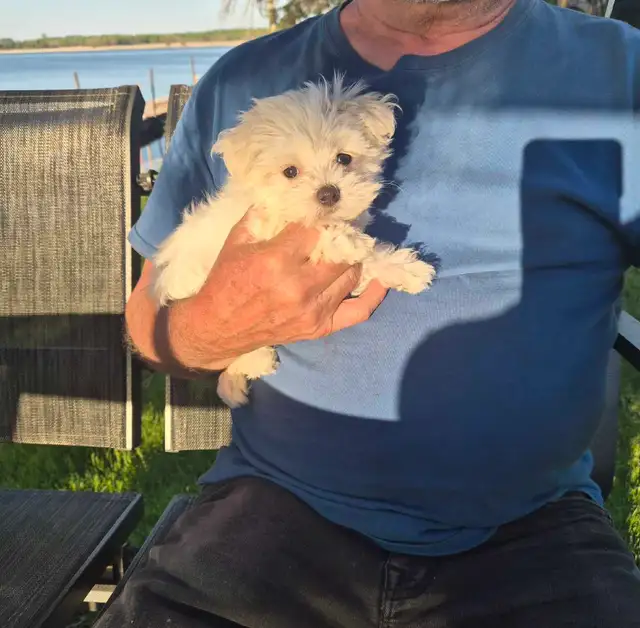 petite Morkie prêt a partir!