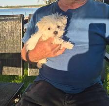petite Morkie prêt a partir!