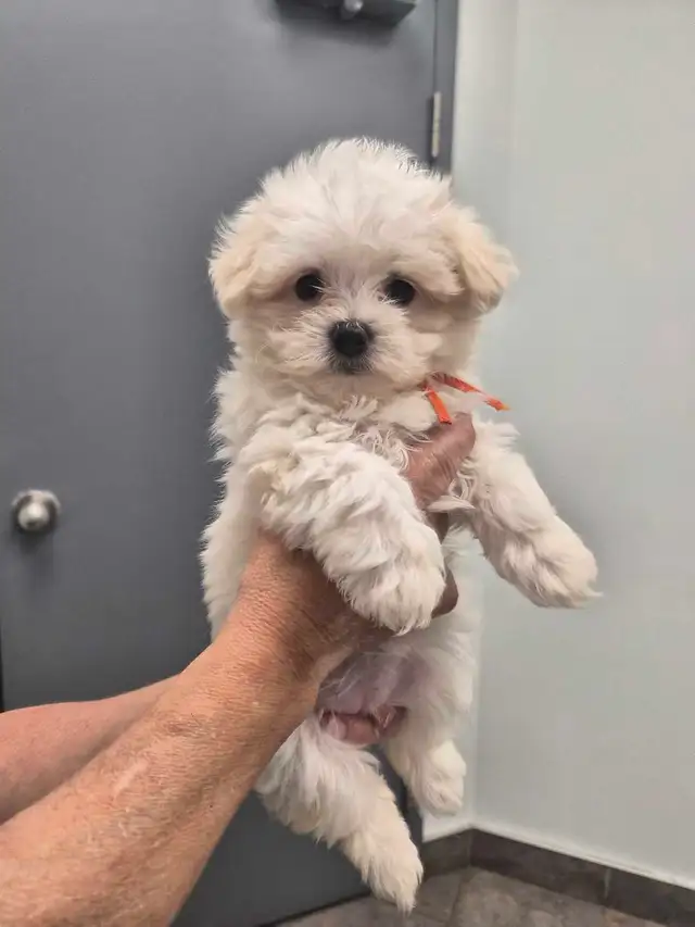 petite Morkie prêt a partir! - Photo 2