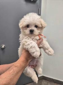 petite Morkie prêt a partir! - Photo 2