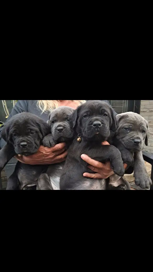 pure bred cane corso pups