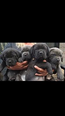 pure bred cane corso pups
