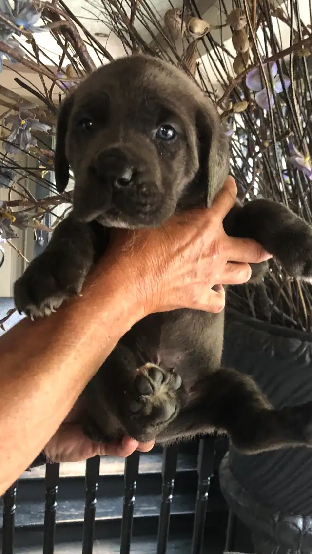 pure bred cane corso pups - Photo 2