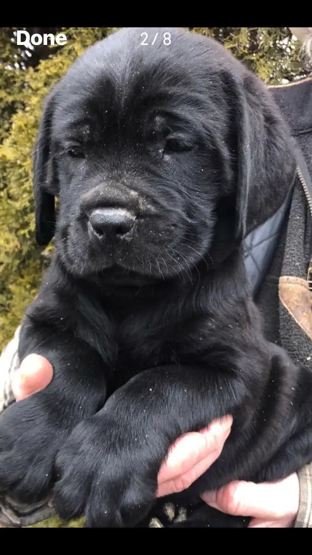 pure bred cane corso pups - Photo 3