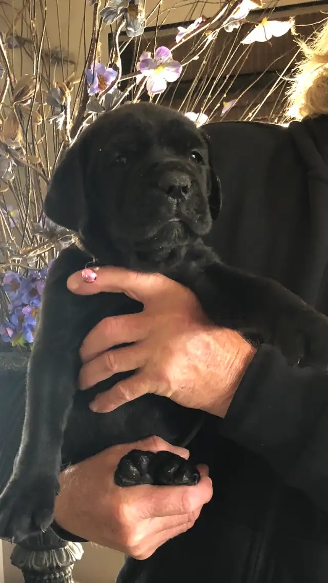 pure bred cane corso pups - Photo 4