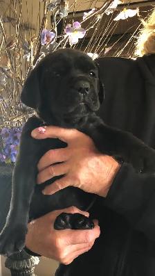 pure bred cane corso pups - Photo 4
