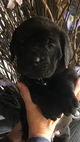pure bred cane corso pups - Photo 5