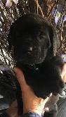 pure bred cane corso pups - Photo 5