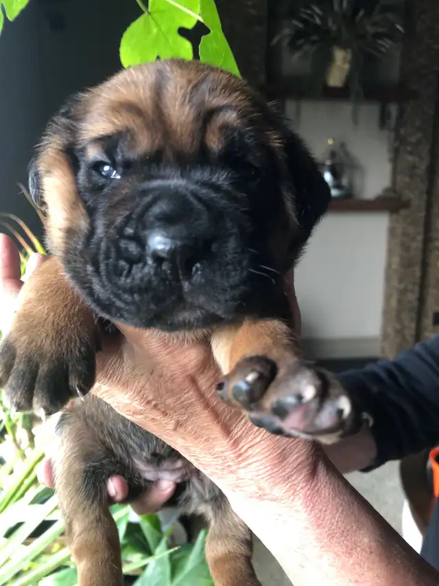 pure bred cane corso pups - Photo 6