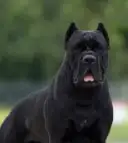 pure bred cane corso pups - Photo 7