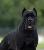 pure bred cane corso pups - Photo 7