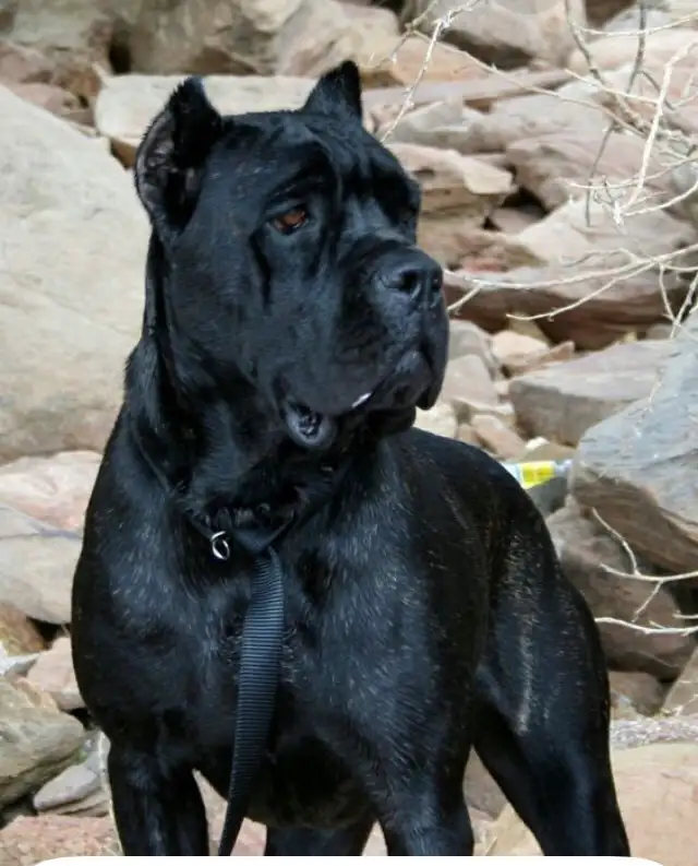 pure bred cane corso pups - Photo 8