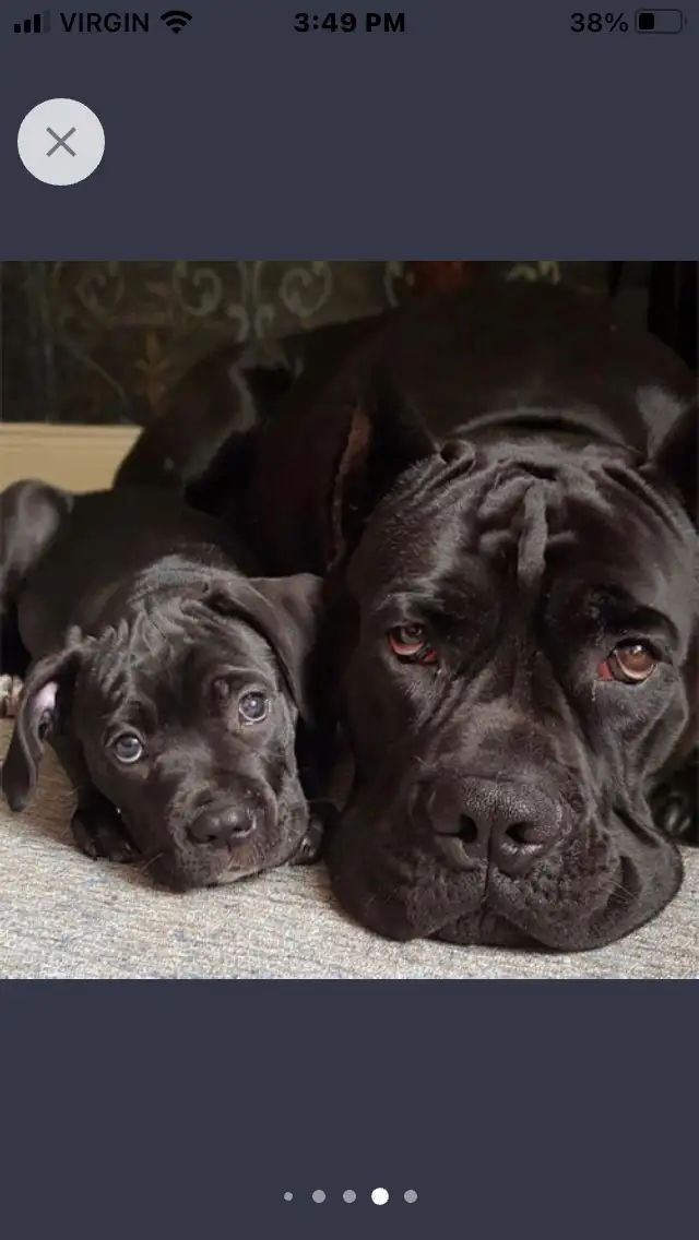pure bred cane corso pups - Photo 9