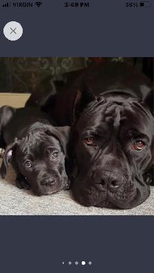 pure bred cane corso pups - Photo 9