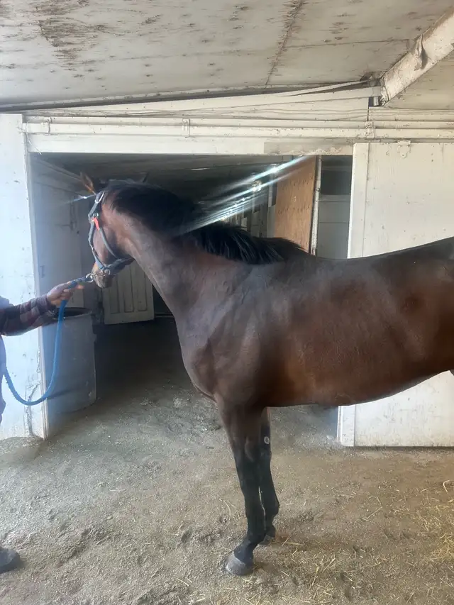 TB broodmare