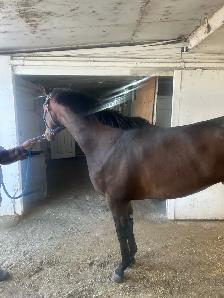 TB broodmare