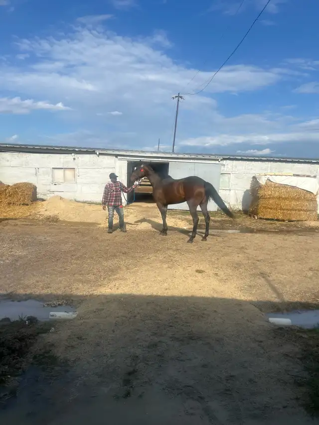 TB broodmare - Photo 2