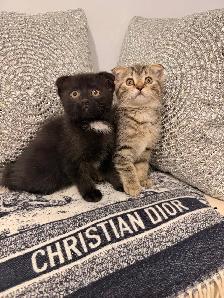 ⭐️Scottish fold ⭐️(647)362-8118 - Photo 2