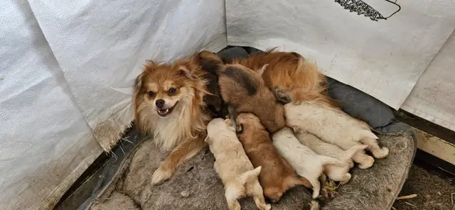 Purebred Pomeranian puppys