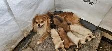 Purebred Pomeranian puppys