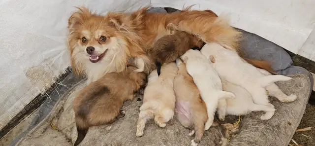 Purebred Pomeranian puppys - Photo 2