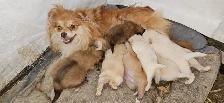 Purebred Pomeranian puppys - Photo 2