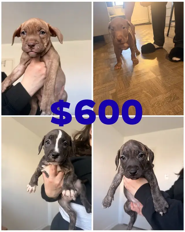 American Bullgod pups