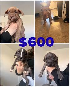 American Bullgod pups