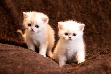 ❤️Ready rehome NOW  : Purebreed Scottish kittens