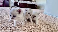 ❤️Ready rehome NOW  : Purebreed Scottish kittens - Photo 2