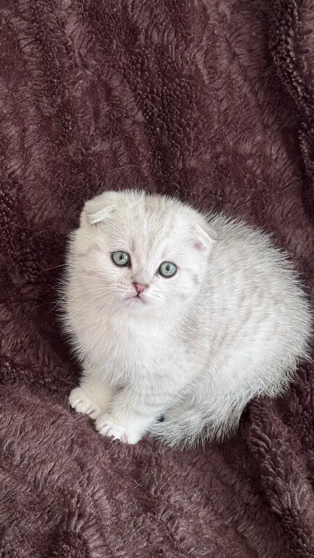 ❤️Ready rehome NOW  : Purebreed Scottish kittens - Photo 3