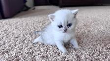 ❤️Ready rehome NOW  : Purebreed Scottish kittens - Photo 5