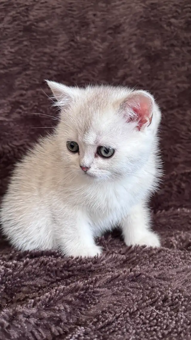 ❤️Ready rehome NOW  : Purebreed Scottish kittens - Photo 6