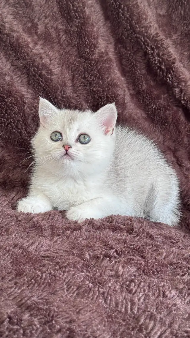 ❤️Ready rehome NOW  : Purebreed Scottish kittens - Photo 7
