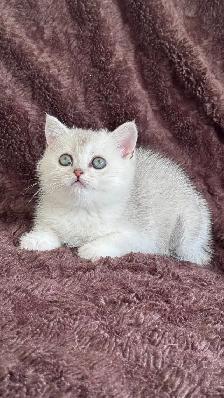 ❤️Ready rehome NOW  : Purebreed Scottish kittens - Photo 7