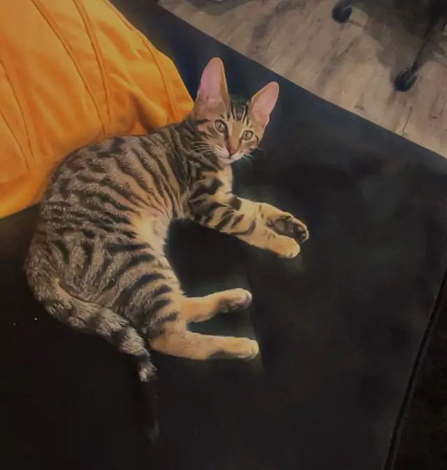 CHATON BENGAL - Photo 2