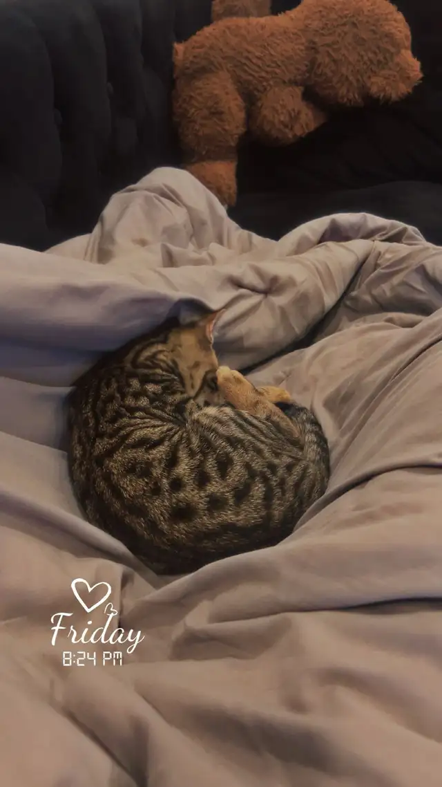CHATON BENGAL - Photo 4