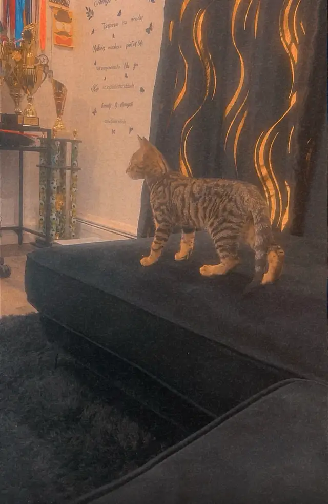 CHATON BENGAL - Photo 5