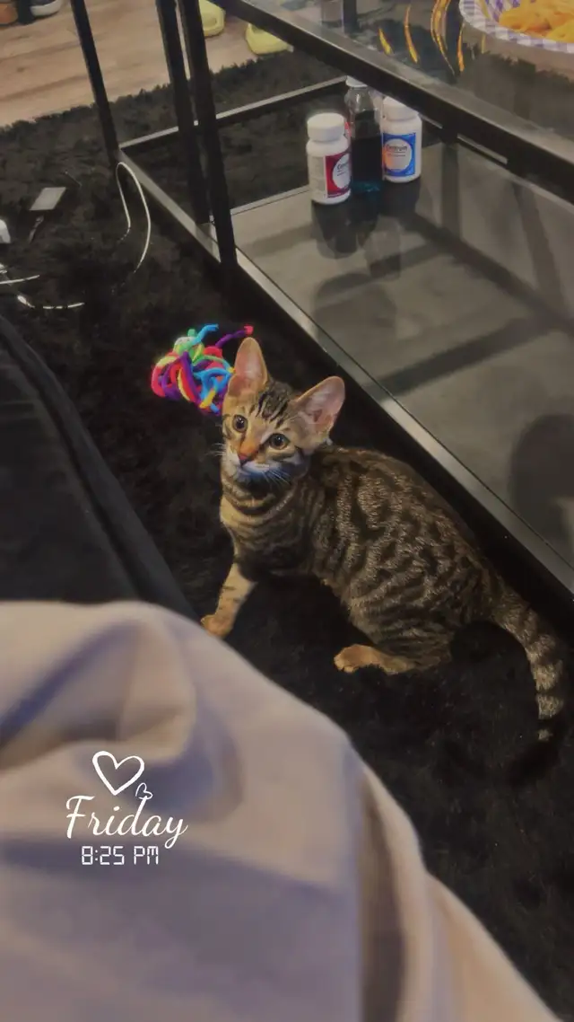 CHATON BENGAL